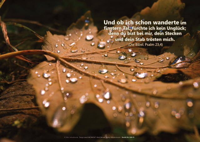 Poster Ewigkeitssonntag A4: Baumblatt mit Regentropfen