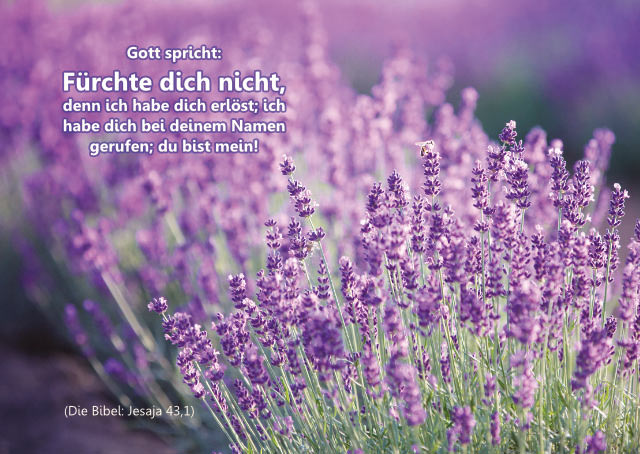 Poster A3: Lavendelblüten