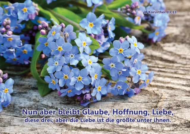 Poster A1 - Vergissmeinnicht-Blüten