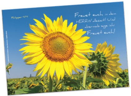 Poster A1: Sonnenblume