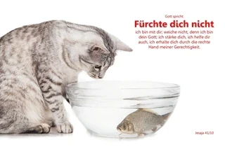 Christliches Poster A4: Katze beobachtet Fisch in Wasserschale