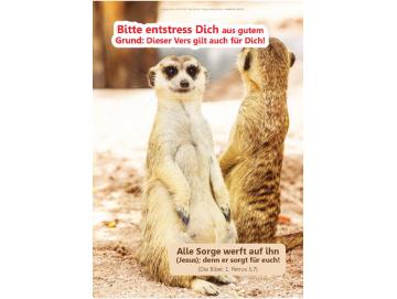 Christliches Poster A3: Erdmännchen in Gegenrichtung schauend