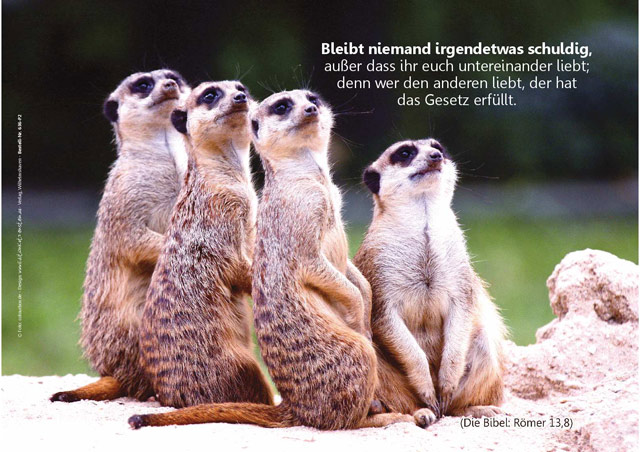Christliches Poster A3: Erdmännchen-Gruppe