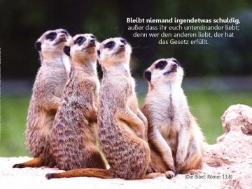 Christliches Poster A3: Erdmännchen-Gruppe