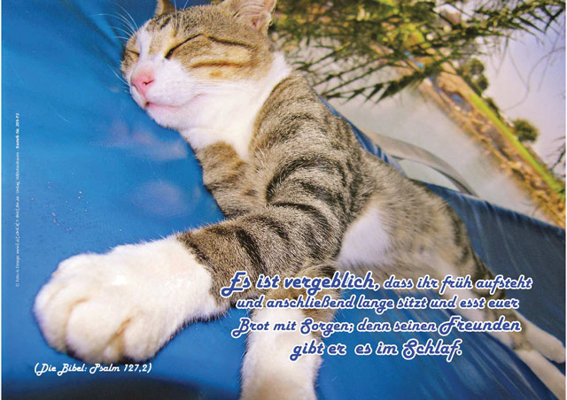 Christliches Poster A3: Katze auf Liege