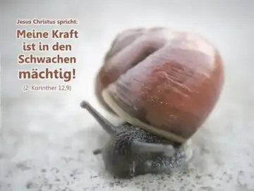 Christliches Poster A2: Kleine Schnecke