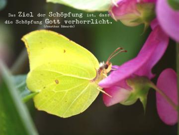 Christliches Poster A1 - Schmetterling auf Blüte