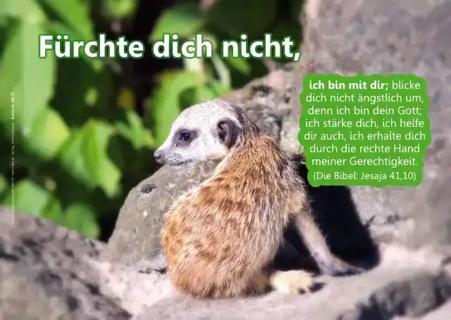 Christliches Poster A2 - Baby-Erdmännchen