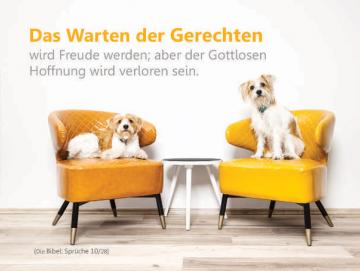 Poster A2 - Hunde auf bunten Sessel