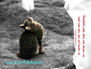 Konfirmationskarte: Nach oben blickende Katze