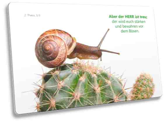 Postkarte mit Motiv: Schnecke auf Kaktus