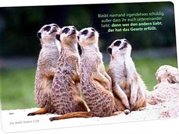 Postkarte Erdmännchengruppe