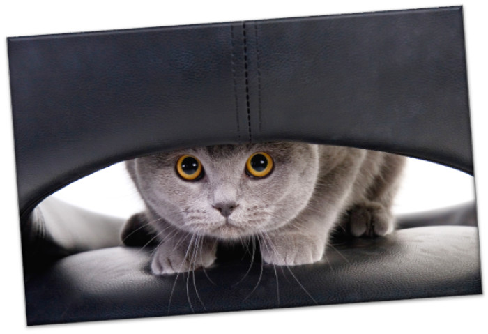 Leinwanddruck: Katze auf Ledersessel