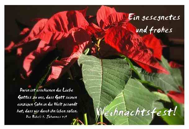 Weihnachtskarte: Weihnachtsstern