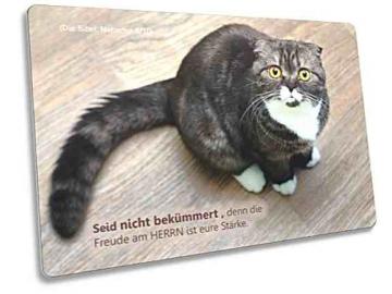 Postkarte: Erstaunt blickende Katze