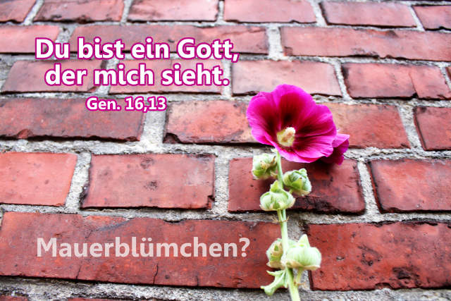 Plakat A3 Jahreslosung 2023 -Mauerblümchen