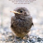 Poster A2 - 14-Stück-Set - 4 -Schaukasten-Plakate