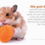 Poster A2 -Set 7 -Schaukasten-Plakate