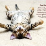 Poster A2 -Set 8 - 14 Poster -Schaukasten-Plakate