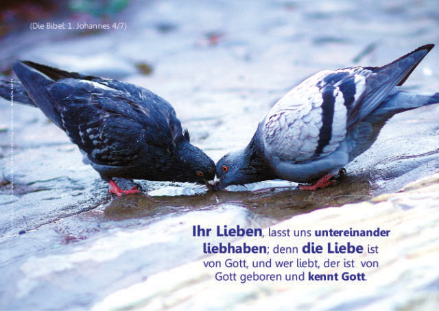 Poster A2 -Set 9 - Schaukasten-Poster