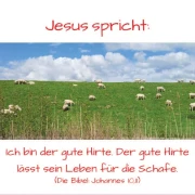 Christliche Postkarte mit friedlich grasenden Schafen am Deich und Bibelvers Johannes 10,11: „Ich bin der gute Hirte. Der gute Hirte lässt sein Leben für die Schafe.“