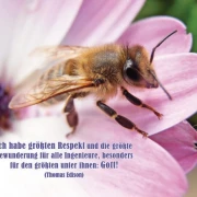 Christliche Postkarte mit Nahaufnahme einer Biene auf einer Blüte und Zitat von Thomas Edison: „Ich habe größten Respekt und die größte Bewunderung für alle Ingenieure, besonders für den größten unter ihnen: Gott!“
