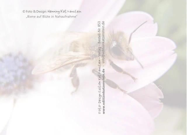 Rückseite der christlichen Postkarte „Biene in Nahaufnahme“ mit dezentem Wasserzeichen und viel Platz für persönliche Grüße oder inspirierende Worte.