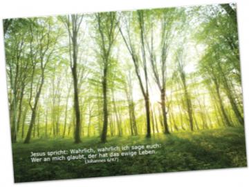 Poster A2: Lichtdurchfluteter Frühlingswald