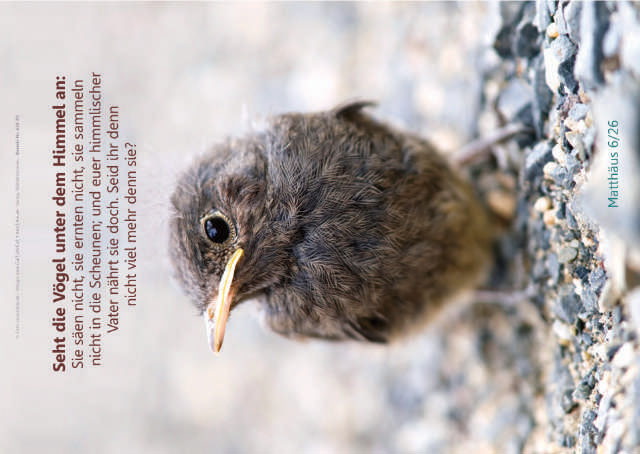 Poster A2: Kleiner Sperling