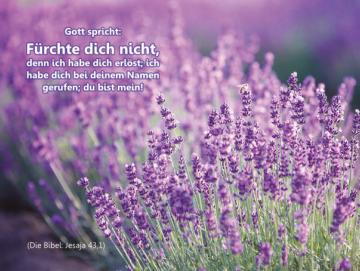 Poster A2: Lavendelblüten