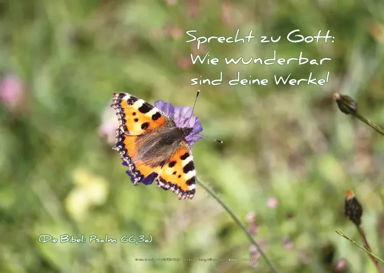 Farbenprächtiger Admiral-Schmetterling auf einer Blume mit Bibelvers Psalm 66,3a – christliches Poster A2