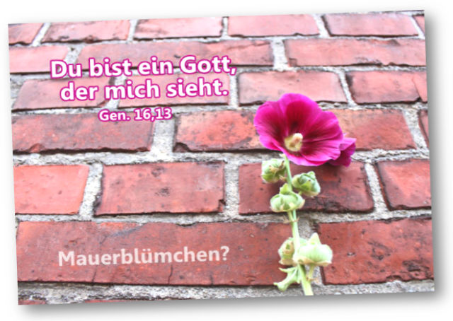 Faltkarte Jahreslosung 2023: Mauerblümchen