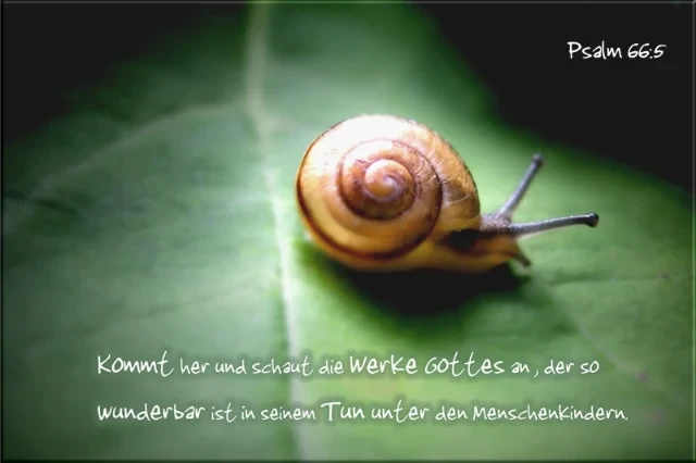 Kühlschrankmagnet - Schnecke auf Blatt