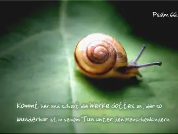 Kühlschrankmagnet - Schnecke auf Blatt