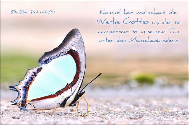 Kühlschrankmagnet - Bunter Schmetterling