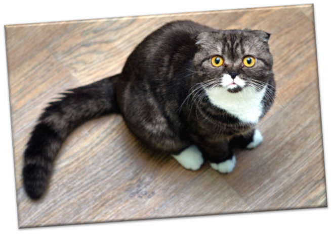 Kühlschrankmagnet - Erstaunt blickende Katze
