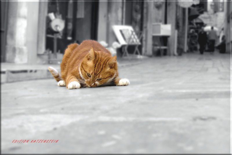 Leinwanddruck: Gemütlicher Straßenkater