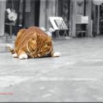 Leinwanddruck: Gemütlicher Straßenkater