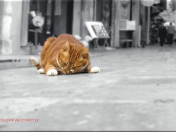 Leinwanddruck: Gemütlicher Straßenkater
