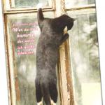 Leinwanddruck: Am Fenster stehende Katze