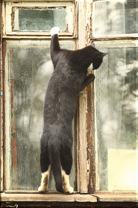 Leinwanddruck Katzen-Motiv: Am Fenster stehende Katze