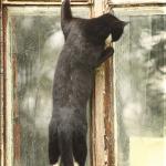 Leinwanddruck Katzen-Motiv: Am Fenster stehende Katze