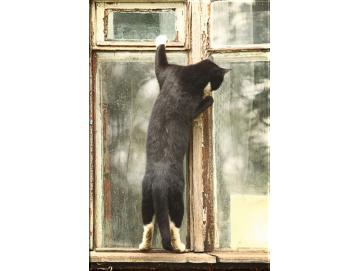 Leinwanddruck Katzen-Motiv: Am Fenster stehende Katze