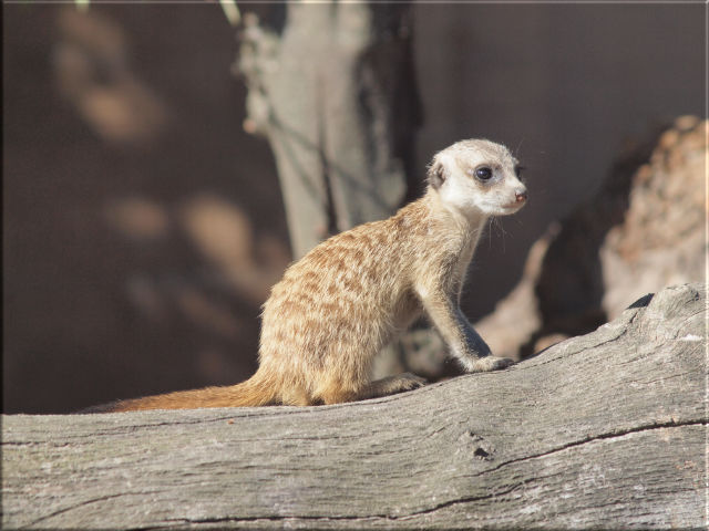 Leinwanddrucke Erdmännchen: Baby Erdmännchen auf Baumstamm