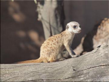 Leinwanddrucke Erdmännchen: Baby Erdmännchen auf Baumstamm