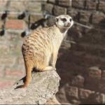 Leinwanddrucke Erdmännchen: Erdmännchen auf Baumstumpf