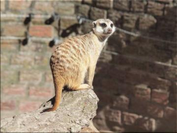 Leinwanddrucke Erdmännchen: Erdmännchen auf Baumstumpf