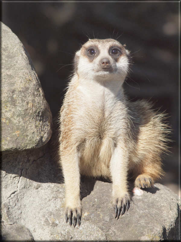 Leinwanddrucke Erdmännchen: Nachdenkliches Erdmännchen