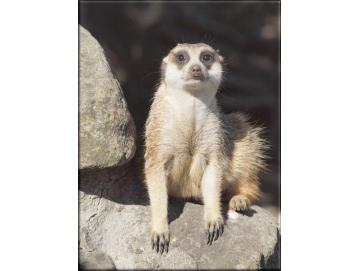 Leinwanddrucke Erdmännchen: Nachdenkliches Erdmännchen