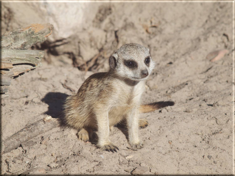 Leinwanddrucke Erdmännchen: Baby Erdmännchen
